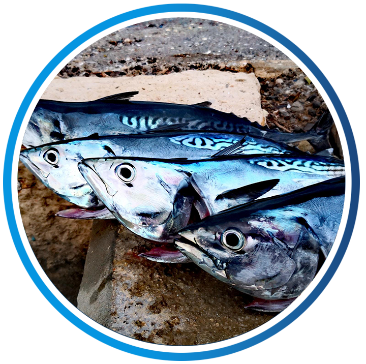 tuna https://www.visitkraljevica.hr/wp-content/uploads/2024/05/tuna.png