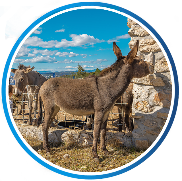 Opg Suzi https://www.visitkraljevica.hr/wp-content/uploads/2026/02/opg-suzi.png